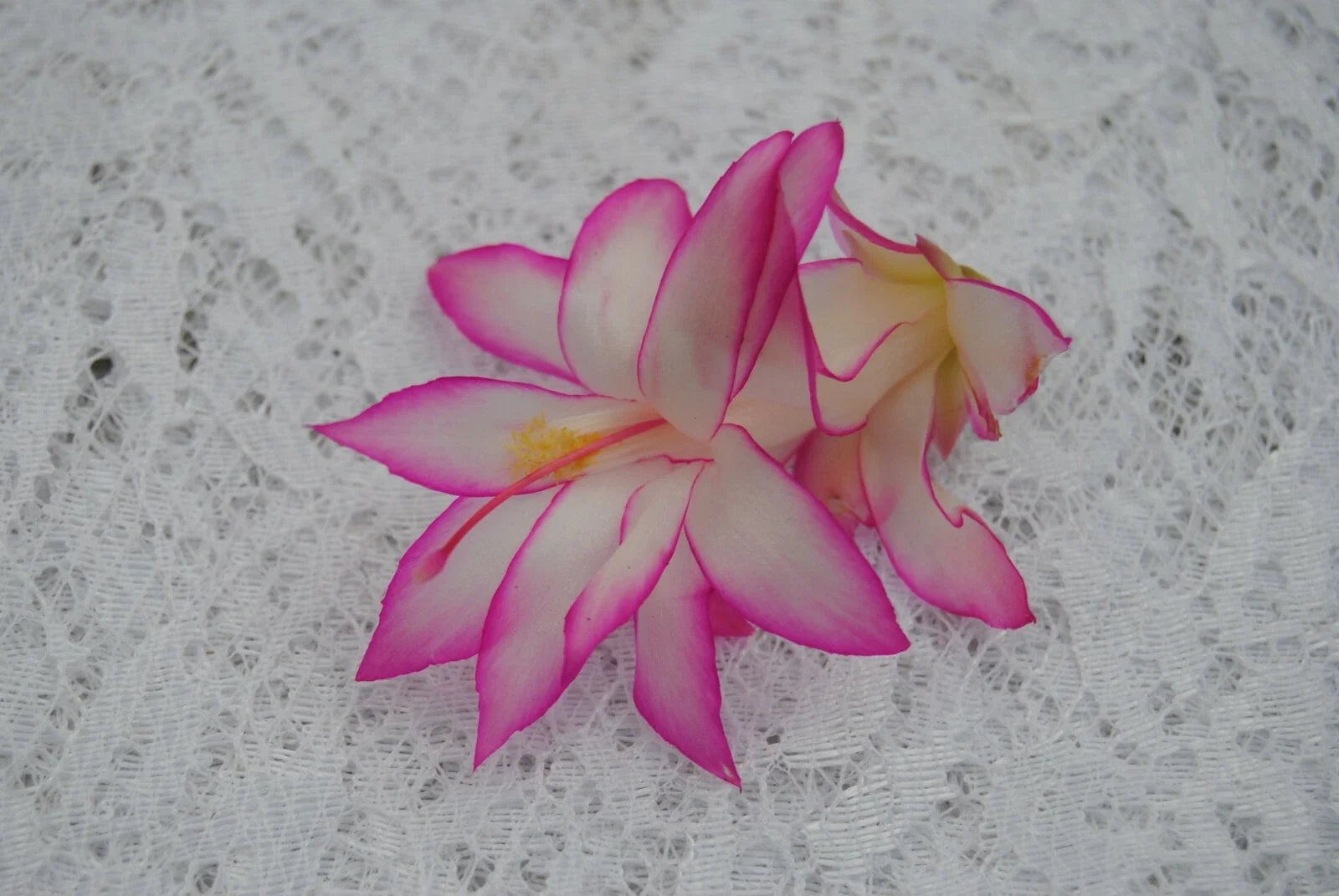 Christmas Cactus Starter Plant - Fairy Tale Schlumbergera Truncata Well-Rooted Indoor Plant for Holiday Decor