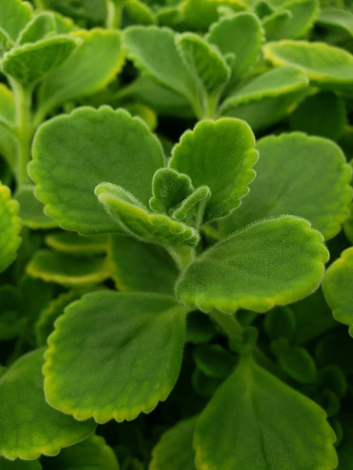 Cuban Oregano Cuttings - 10 Unrooted Plectranthus amboinicus Plants for Herb Gardens