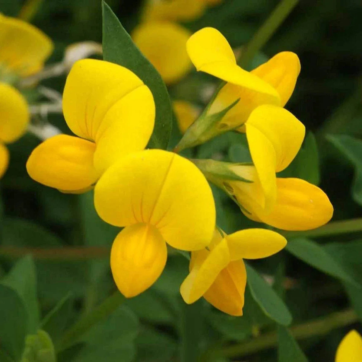 Bird's Foot Trefoil Wildflower Seeds 1/4 Lb - Lotus corniculatus - Everwilde Farms