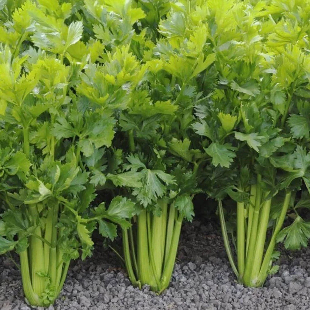 2000+ Celery Seeds - Tall Utah Heirloom Non-GMO Organic Vegetable Seeds for Gardening
