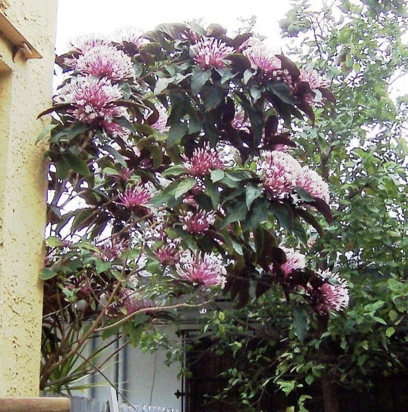 Shooting Star Plant Starter - Clerodendrum Quadriloculare STARBURST - Live Potted Indoor Outdoor Plant