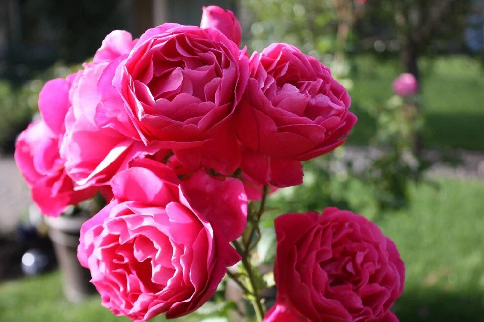 Grande Dame Rose Plant Cuttings - 3 Fresh Unrooted 6” Cuttings Rosa 'Grande Dame'