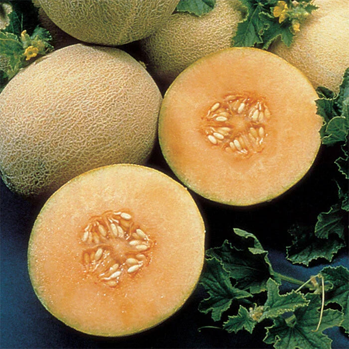 Cantaloupe Seeds Atlantis Variety - Fresh Cucumis melo Seeds for Home Garden