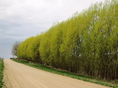 Hybrid Willow Cuttings - 5 Foot Tall Salix × sepulcralis Rooted Plants for Privacy & Windbreaks
