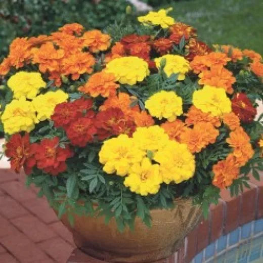 Marigold Seeds - Crackerjack Variety - 50 Seeds - Tagetes erecta - Bright Orange & Yellow Blooms