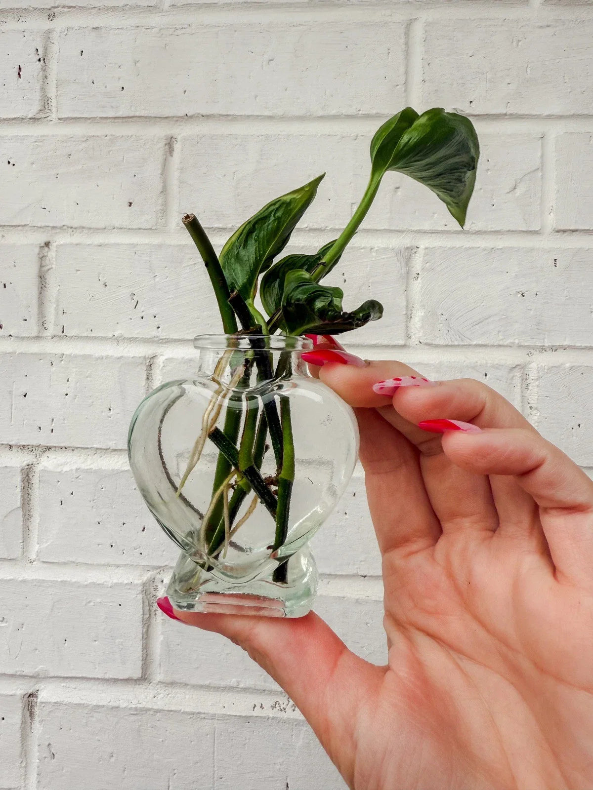 Rooted Cuttings - Shangri Ooh La La Exotic Indoor Plant - Houseplant Propagation - Compact Foliage - Botanical Name Unknown