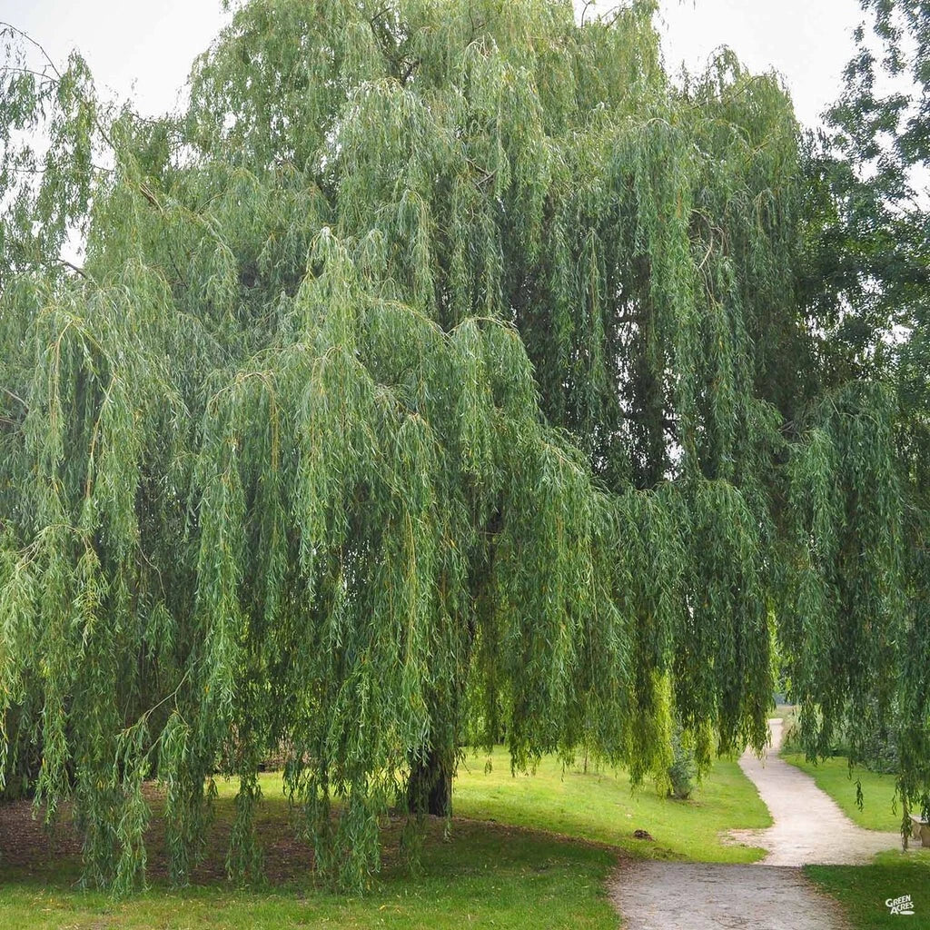 Weeping Willow Cuttings 20 Unrooted Salix babylonica Fast Growing Shade Tree for Landscaping