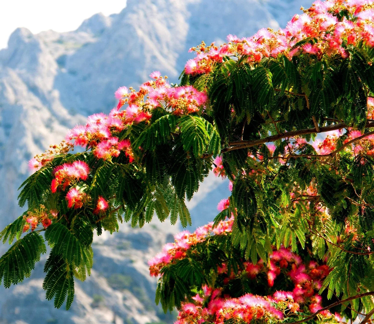 Persian Silk Tree Seeds Albizia julibrissin Summer Mimosa Feathery Pink Flowers for Planting - 30 Seeds