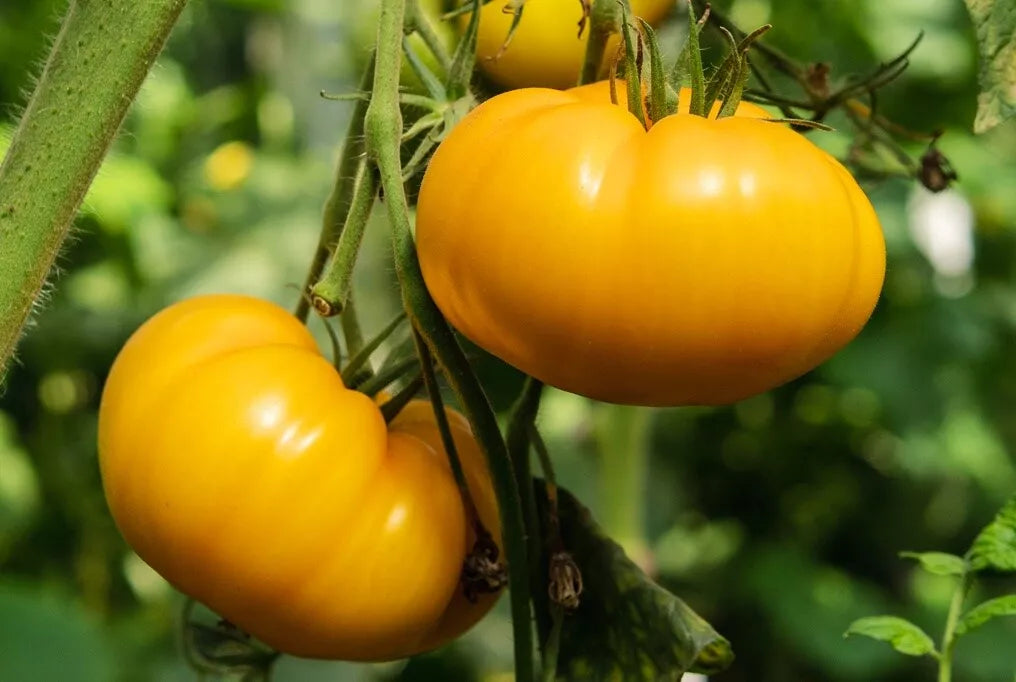Kellogg's Breakfast Tomato Seeds - Heirloom Orange Beefsteak, Non-GMO, Garden Seeds, Solanum lycopersicum