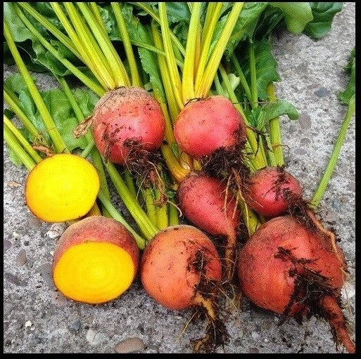 Golden Beet Seeds - Heirloom Beta vulgaris - Fast-Growing, Bulk Packets