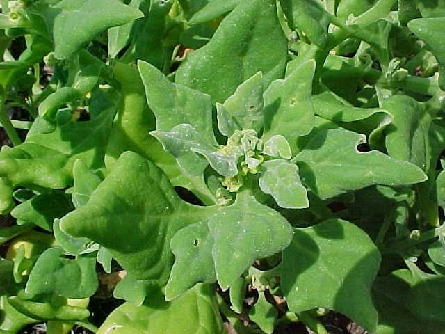 Spinach Seeds - New Zealand Spinach Tetragonia tetragonoides - Fresh Organic Seeds