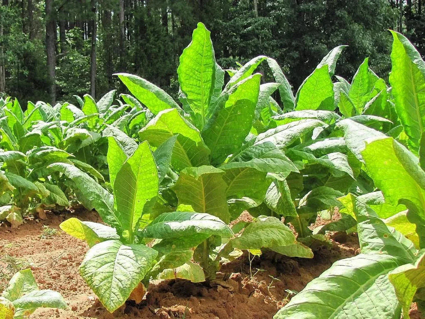 Organic Black Bolivian Tobacco Seeds - 100+ Heirloom Nicotiana tabacum