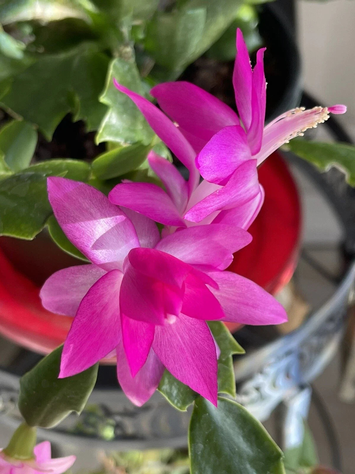 Holiday Pink Cactus Succulent Starter Plant 3-4 inches Echinopsis subdenudata Indoor Garden Gift