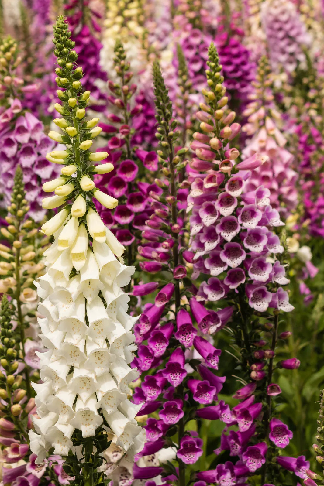 Foxglove Seeds Bulk 1002 Count Digitalis Purpurea Purple White Flowers Perennial Garden Seeds