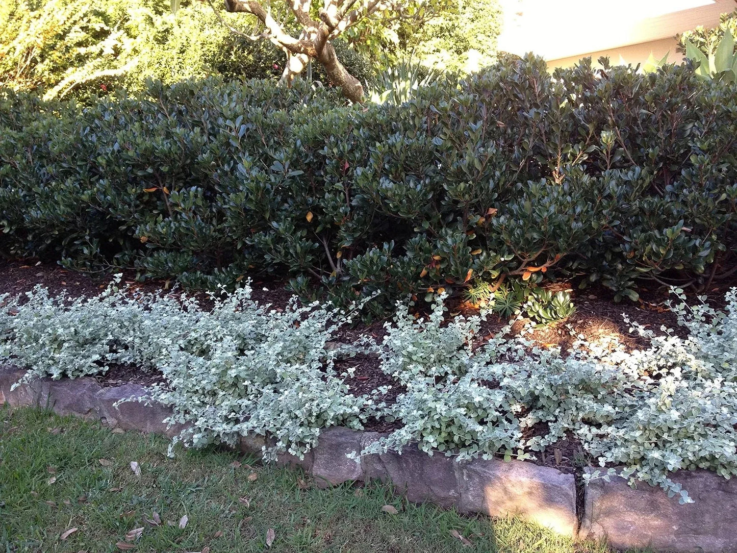 Saltbush Seeds for Planting - 50 Seeds - Drought-Tolerant Landscape Bush - Atriplex spp. - Made in USA