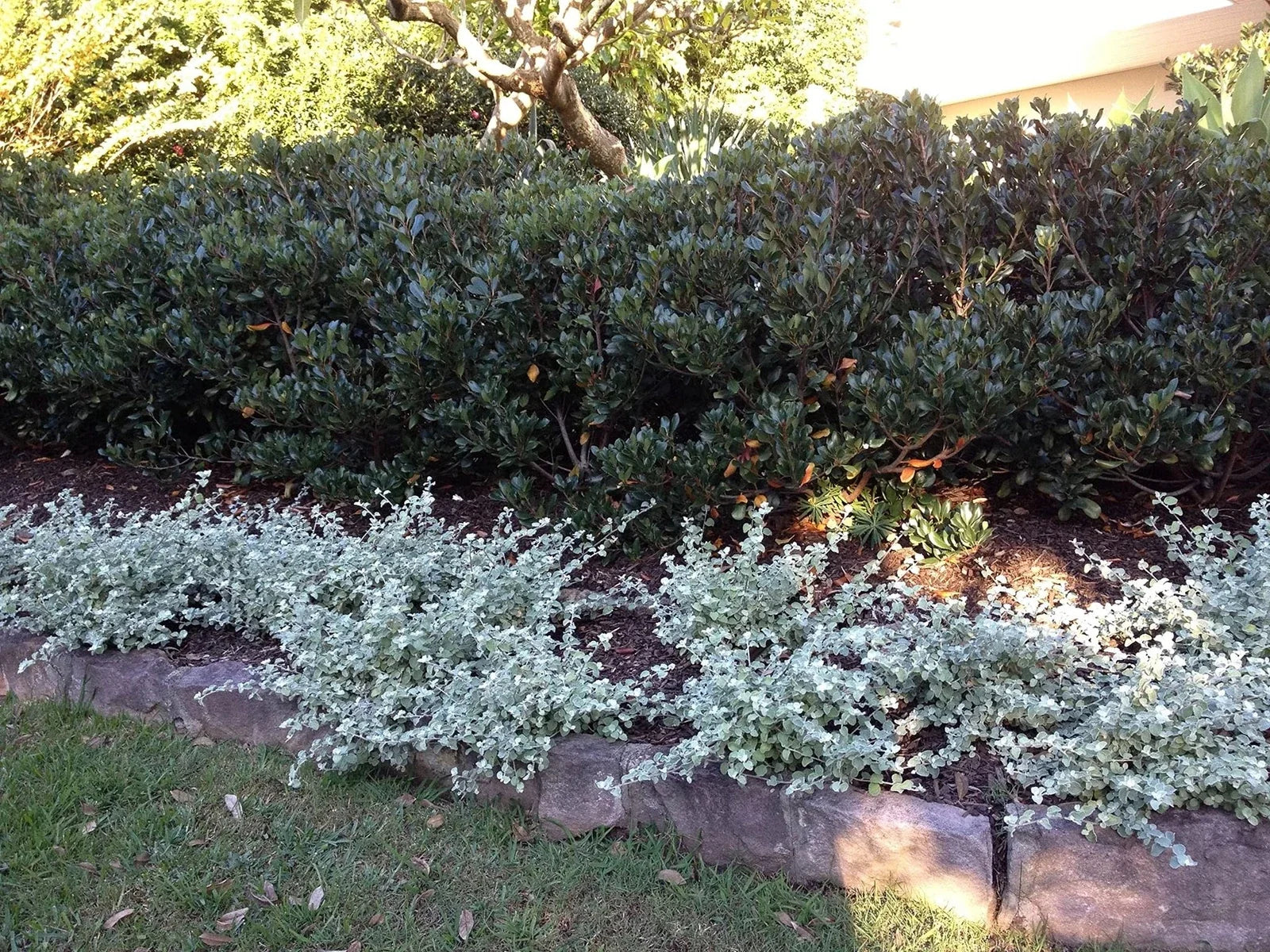 Saltbush Seeds for Planting - 50 Seeds - Drought-Tolerant Landscape Bush - Atriplex spp. - Made in USA