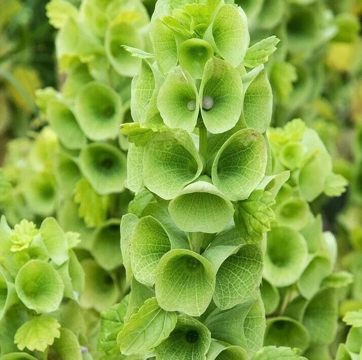 Bells of Ireland Flower Seeds - 100+ Moluccella laevis Green Flowers for Garden & Cut Arrangements