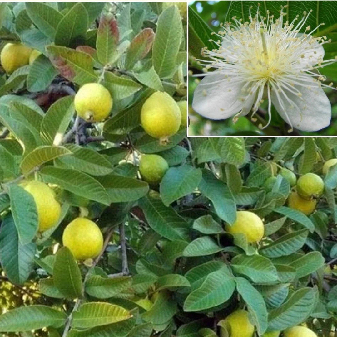 Yellow Guava Seeds - 30+ Organic Psidium guajava Seeds for Lemon & Apple Guava