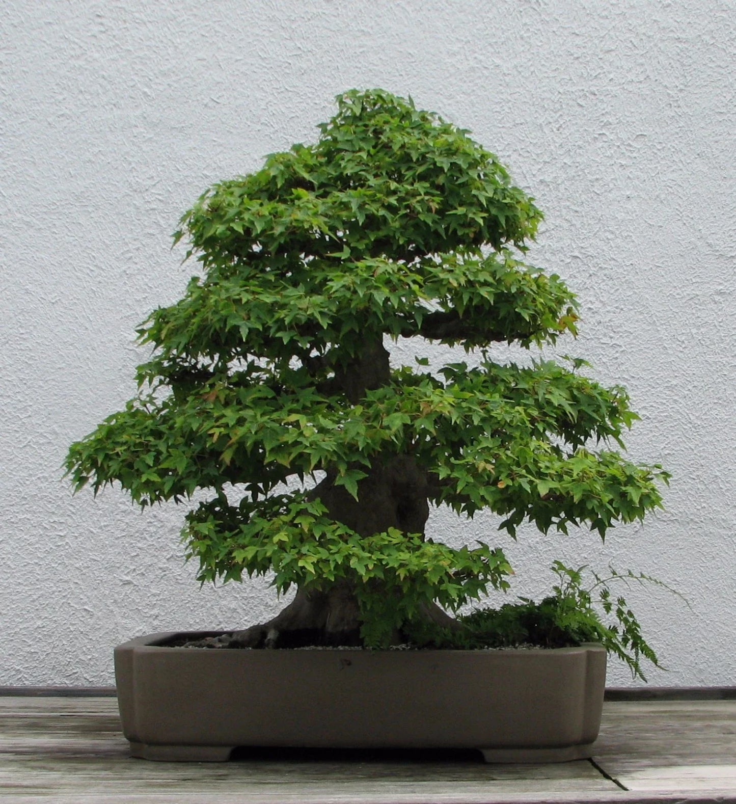 Trident Maple Seeds Acer buergerianum 20 Pack Hardy Tree Seeds for Bonsai & Landscaping