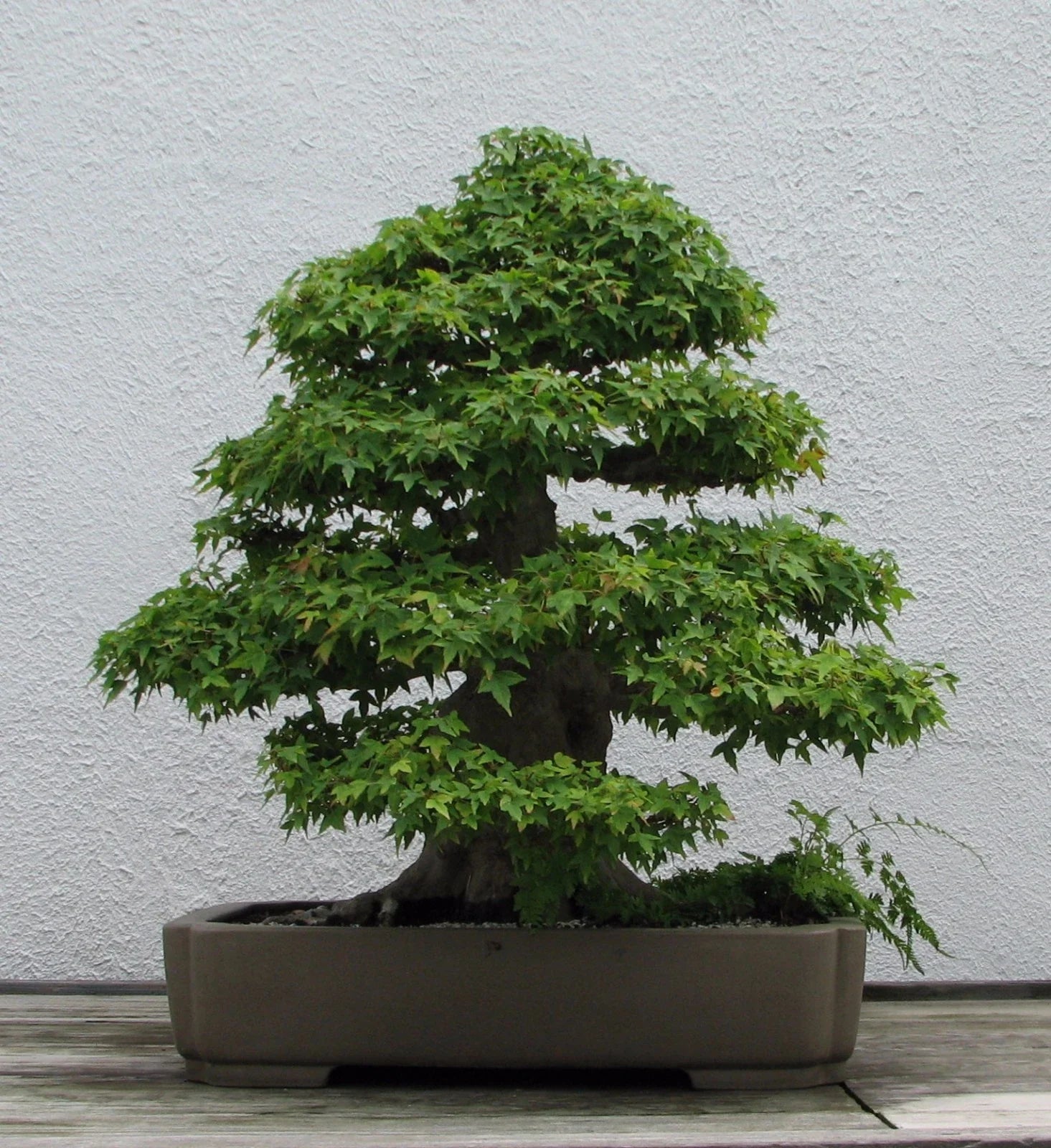 Trident Maple Seeds Acer buergerianum 20 Pack Hardy Tree Seeds for Bonsai & Landscaping