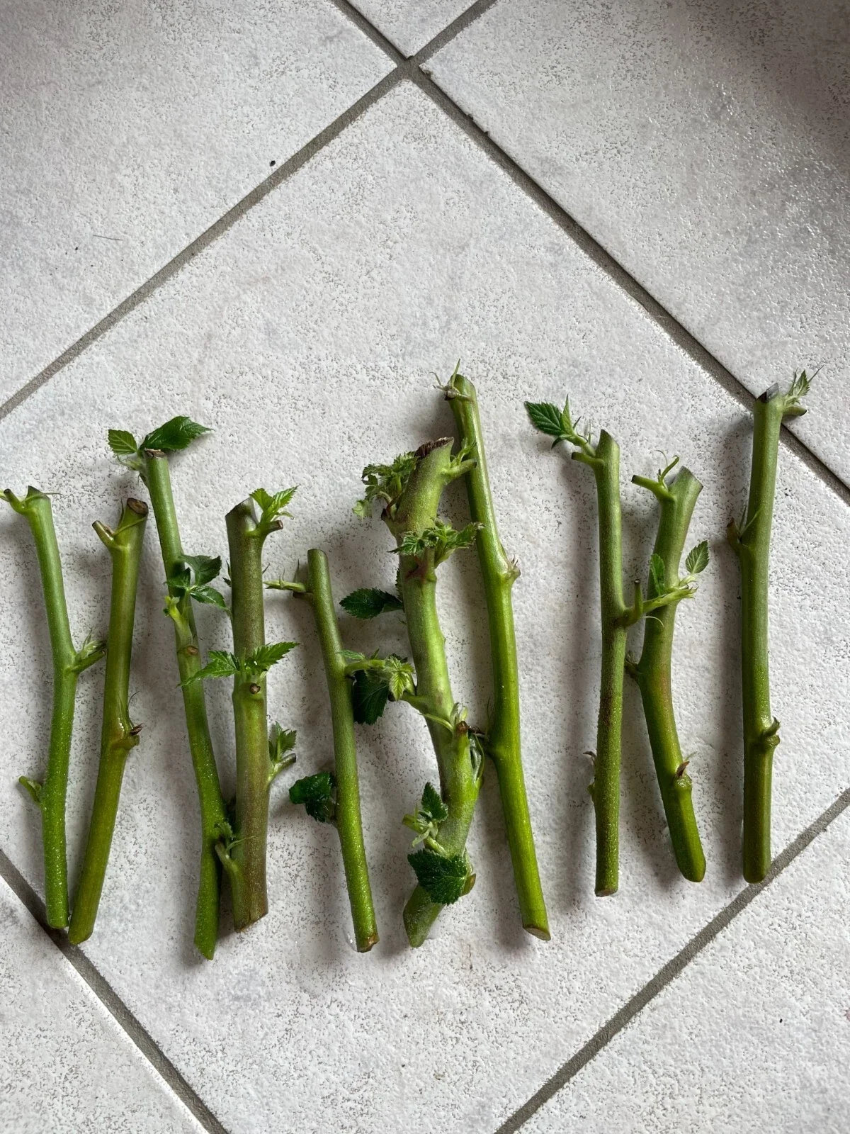 Triple Crown Thornless Blackberry Cuttings - Pesticide-Free, Non-GMO, Rubus fruticosus, Deciduous Shrub, Easy to Grow