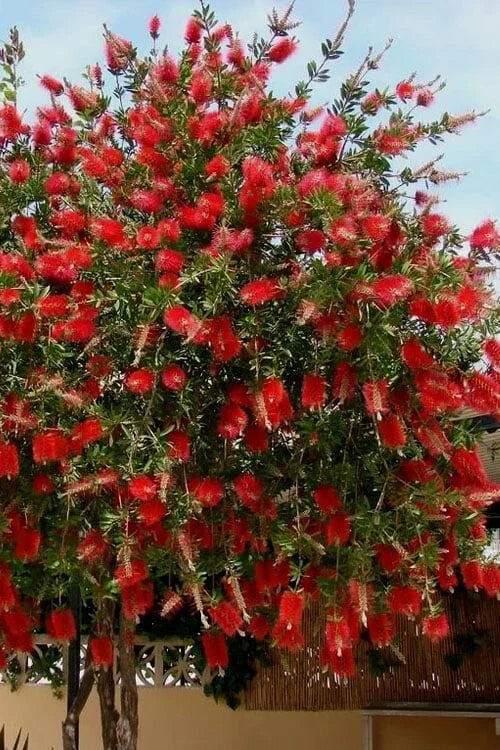 Red Cluster Bottlebrush Starter Plant – Small Rooted Callistemon Citrinus with Vibrant Red Flowers
