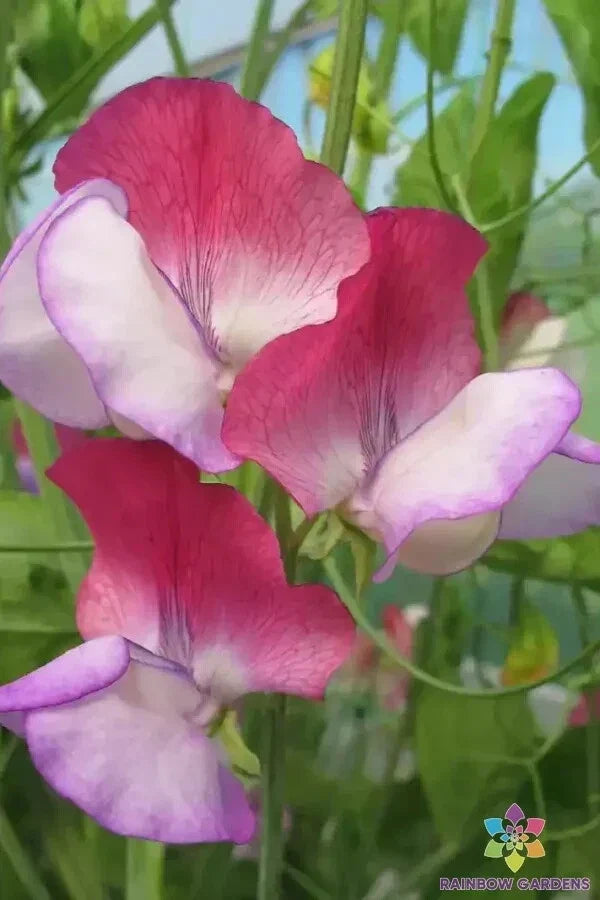 Fire and Ice Sweet Pea Seeds - 50+ Pack for Garden Climbing Vine, Fragrant, Vibrant Red & White Blooms, Lathyrus odoratus