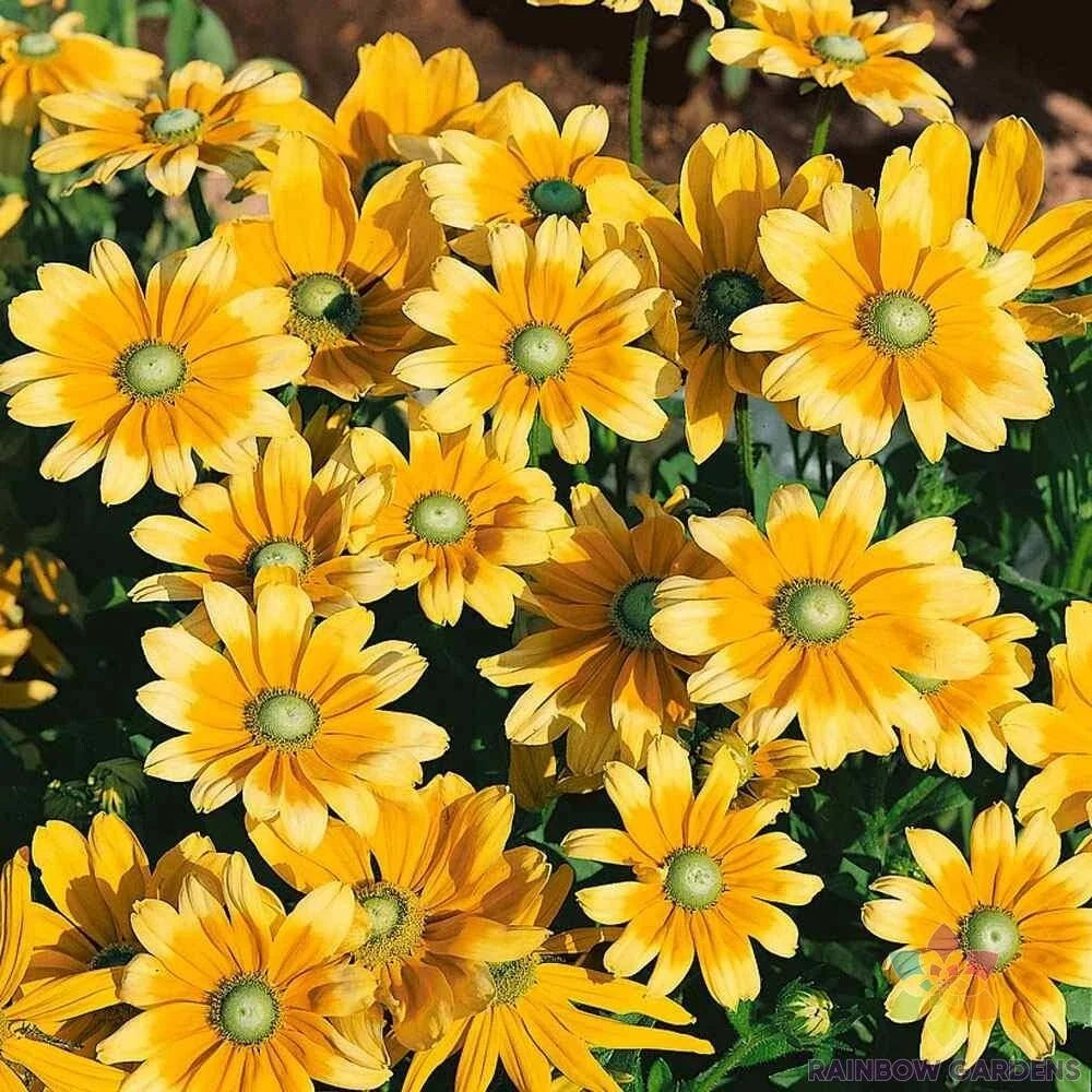 Rudbeckia Seeds - 200+ Green Eyes Variety - Black-Eyed Susan - Perennial Flower Seeds for Garden Borders & Pollinators