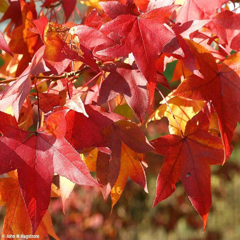 Sweet Gum Tree Seeds - 50 Count for Outdoor & Bonsai Cultivation - Vibrant Fall Colors - Liquidambar styraciflua