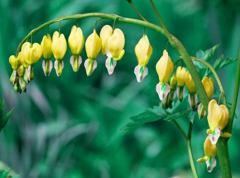 Yellow Bleeding Heart Seeds - 25 Perennial Flower Seeds - Lamprocapnos spectabilis 'Goldheart' for Borders & Shade Gardens