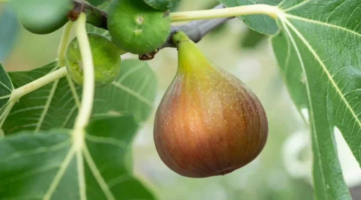 Flanders Fig Seeds – 100+ Ficus carica Garden Planting Packets for Home Growing, Sweet Figs, Full Sun, Well-Draining Soil, USA