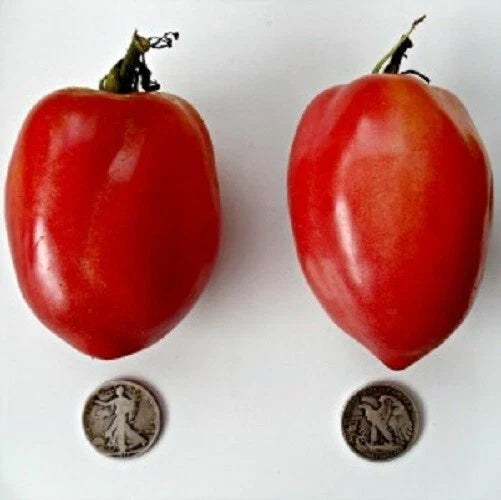 Japanese Oxheart Tomato Seeds - 25 Fresh Lycopersicon esculentum, Heart-Shaped, Disease-Resistant, Juicy, Heirloom, Non-GMO