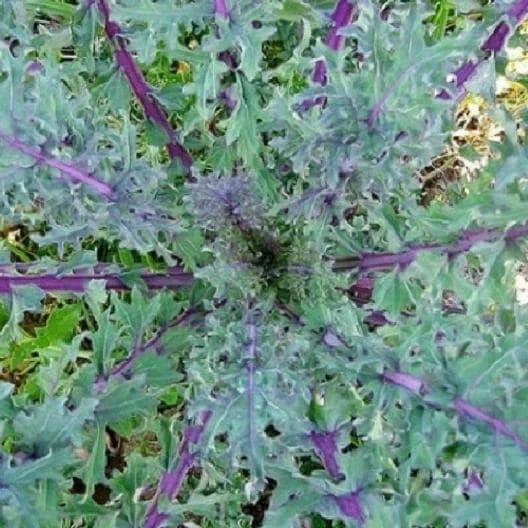 Red Russian Kale Seeds Non-GMO Brassica Napus Var. Pabularia Heirloom Vegetable Garden Seeds