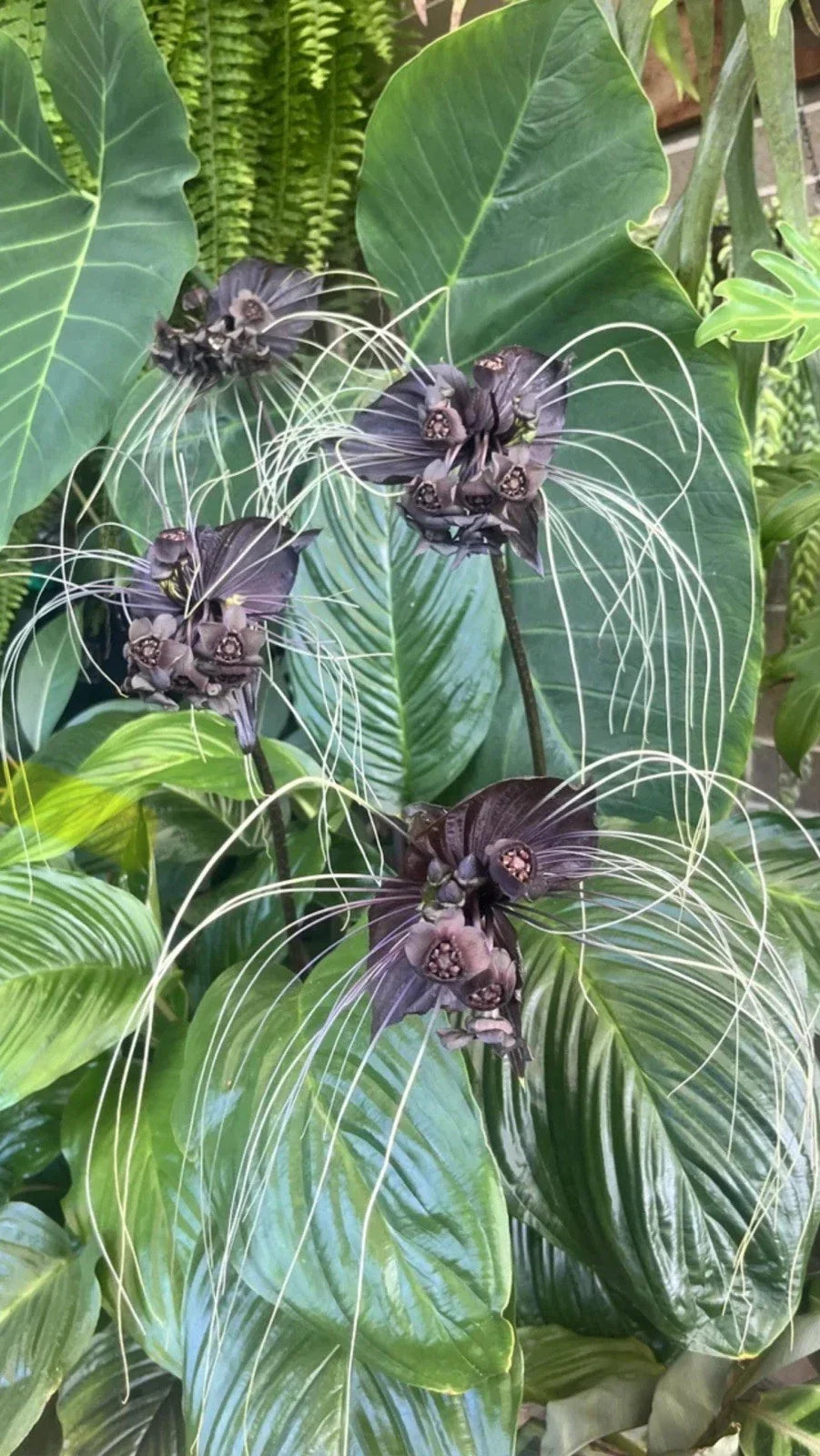 Black Bat Flower Plant - Small Rooted Starter - Tacca chantrieri - Exotic Black Lily with Bat-Shaped Flowers