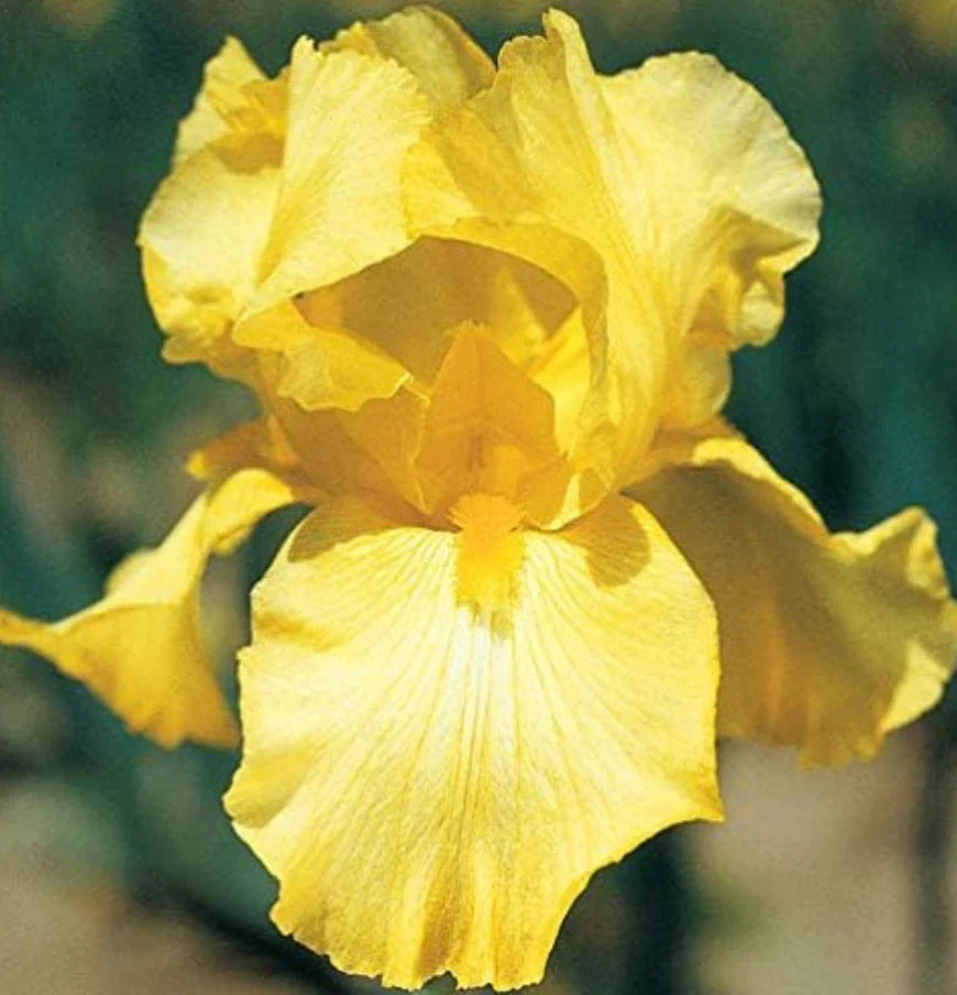Bare Root Yellow Iris Rhizome Starter Plants - 25 Count - Iris pseudacorus for Garden and Pond