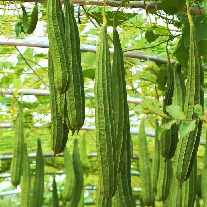 Da Rou Angled Luffa Gourd Seeds - Ridged Gourd Vegetable for Planting - Luffa acutangula, Climbing Vine, 20 Seeds