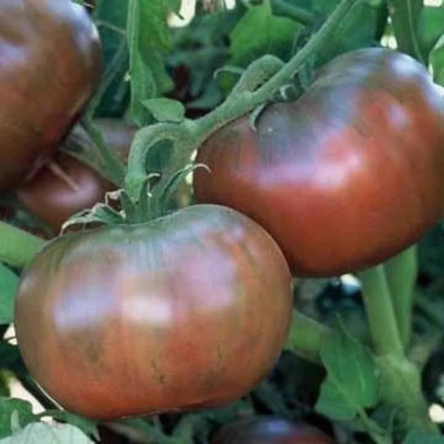 Cherokee Purple Tomato Seeds 50 Ct Heirloom Non-GMO Vegetable Seeds