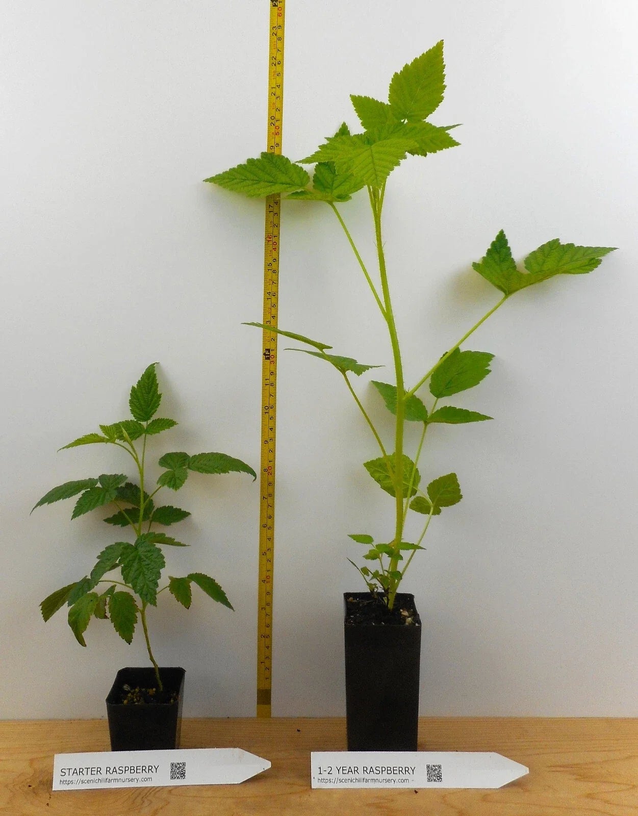 Caroline Ever Bearing Raspberry Potted Plant – Large Sweet Berries – Rubus idaeus 'Caroline' – Container Garden, Fruit Bush