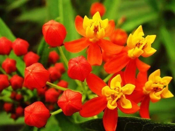 Milkweed Seeds - Tropical Bloodflower Asclepias curassavica - Monarch Butterfly Host Plant - 100 Seeds