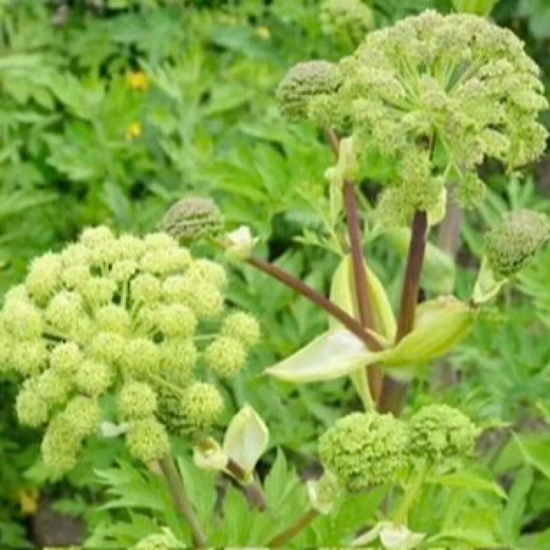 Angelica Holy Ghost Seeds - 30 Non-GMO Biennial Culinary Licorice Herb