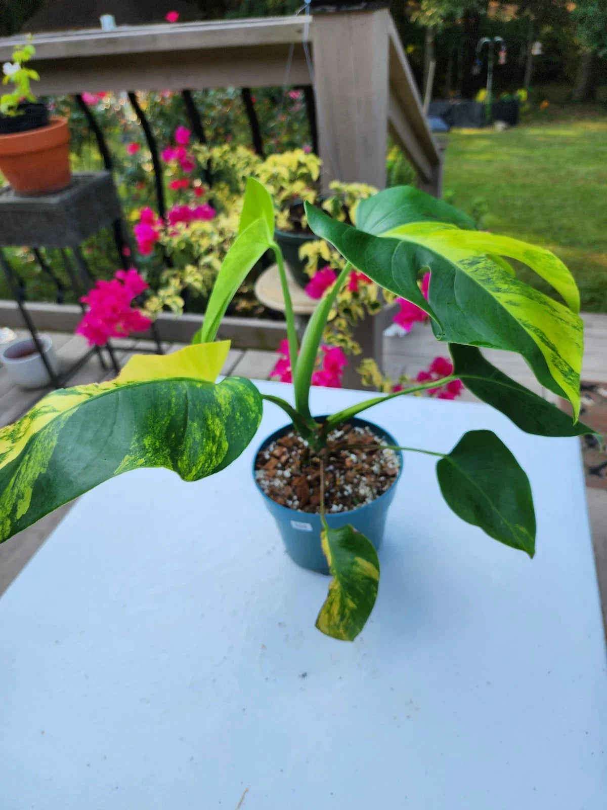 Monstera Aurea Plant in 6-Inch Pot – Variegated Tropical Houseplant, Well Rooted