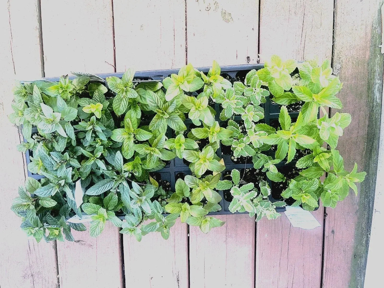 Mint Cuttings - 6 Rooted Varieties including Pineapple, Apple, Kentucky Colonel, Swiss, Spearmint, Peppermint Mentha spp.