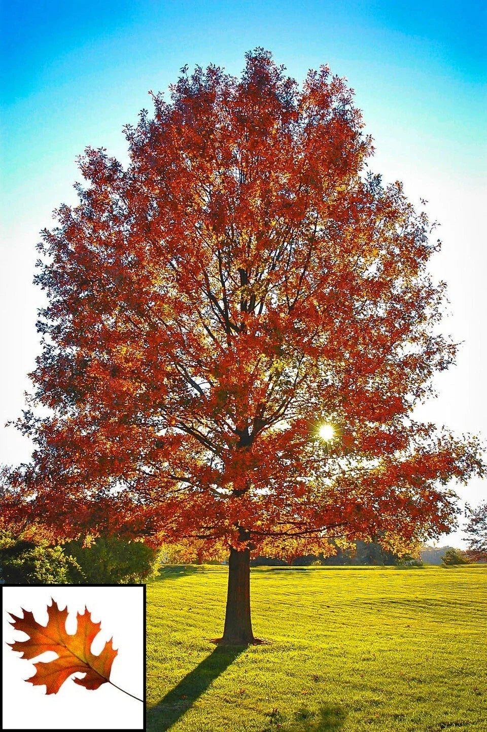 Live Pin Oak Tree - Fully Rooted 1-3 Years Old, Native Quercus palustris, Decorative Shade Tree, 6-35 Inches Tall