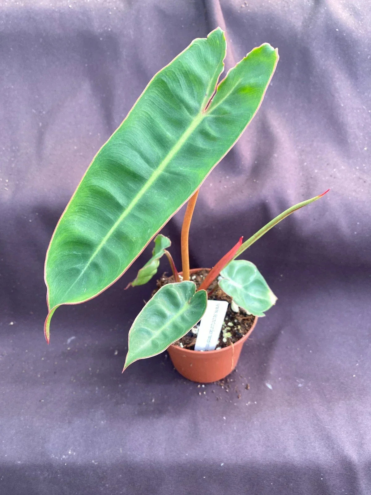 Philodendron Billietiae Rooted Plant in 3" Pot | Tropical Indoor Houseplant with Unique Foliage