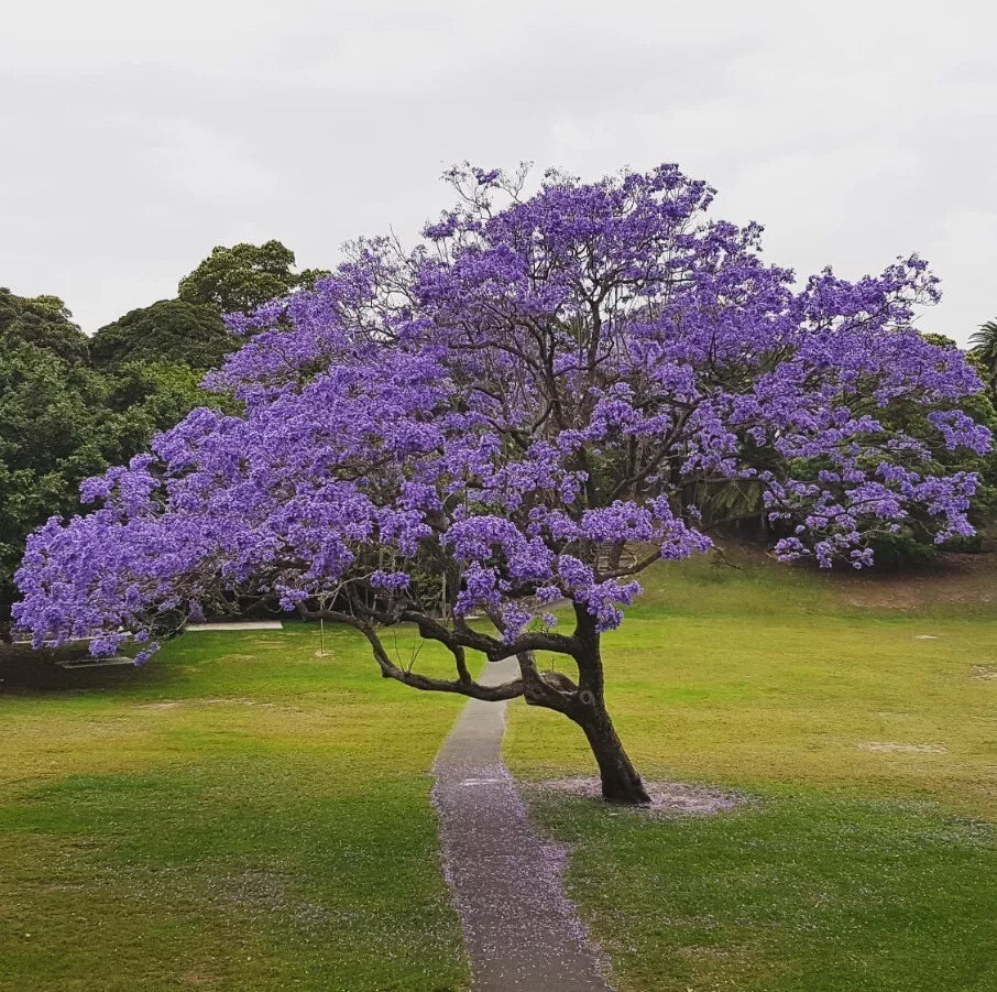 Live Blue Jacaranda Tree Plant | 8-10 Inch Jacaranda Mimosifolia with Purple-Blue Flowers