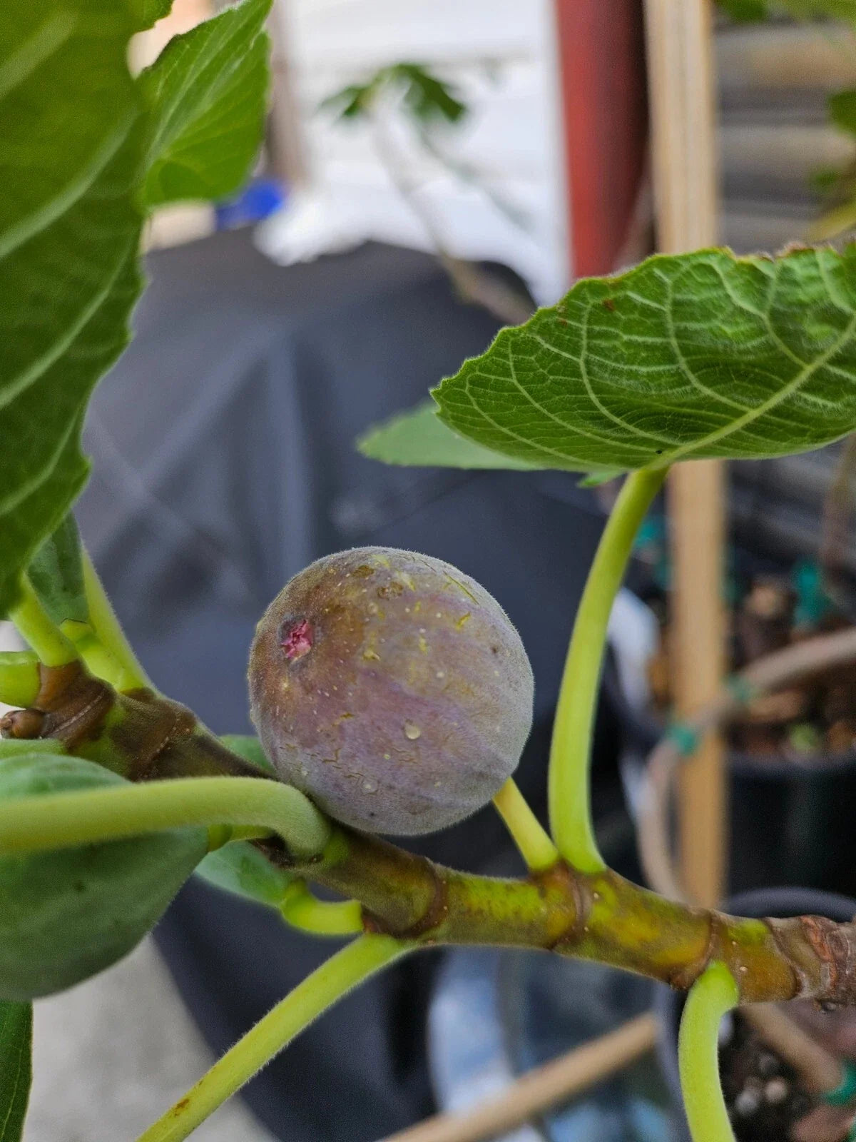 Smith Fig Cuttings - 2 Premium Ficus carica 'Smith' with Willow Water for Rooting, Home Garden, Container Planting