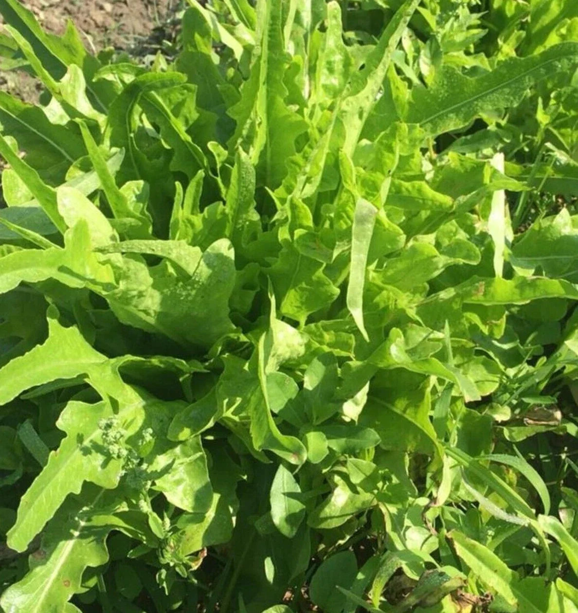 Fresh Oakleaf Lettuce Seeds - 4g Organic Lactuca sativa 'Oakleaf' for Salad Gardens, Indoor & Outdoor Planting