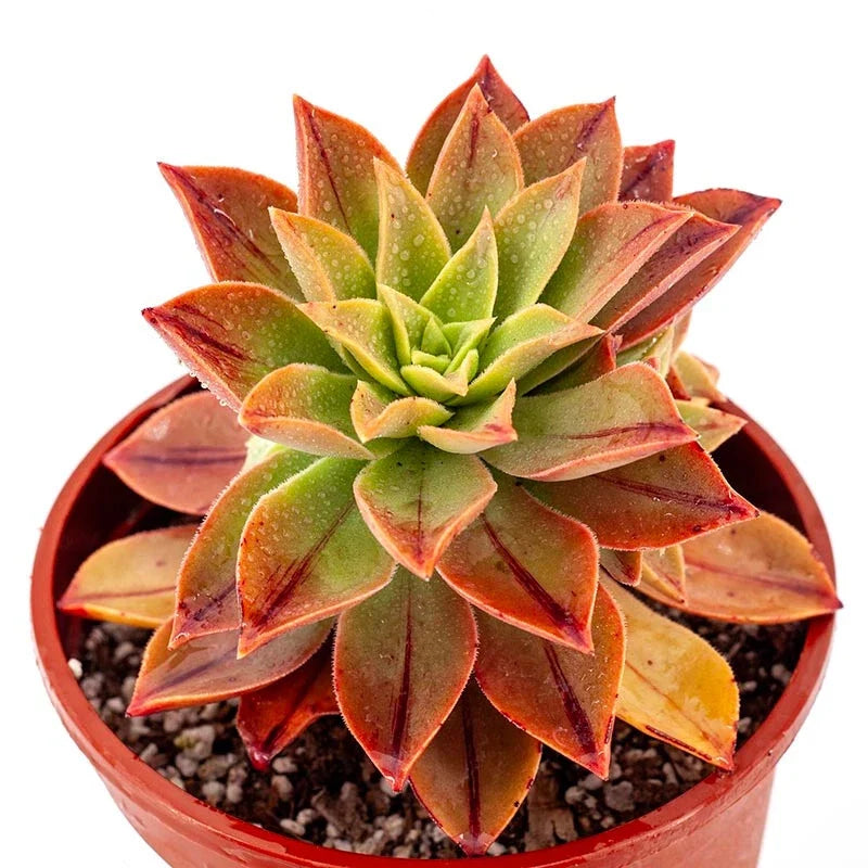 Aeonium Leucoblepharum 6" Potted Plant - Unique Rosette Succulent with White Edges - Indoor Outdoor Designer Foliage