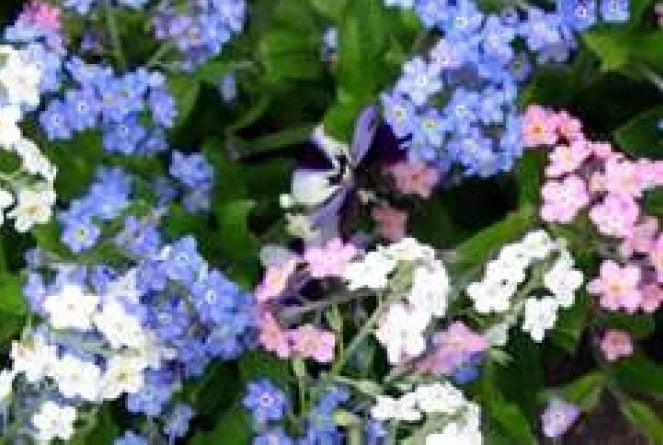 Forget Me Not Flower Seeds Mix - 100 Seeds, Mixed Colors, Easy to Grow, Myosotis spp. for Gardens & Containers