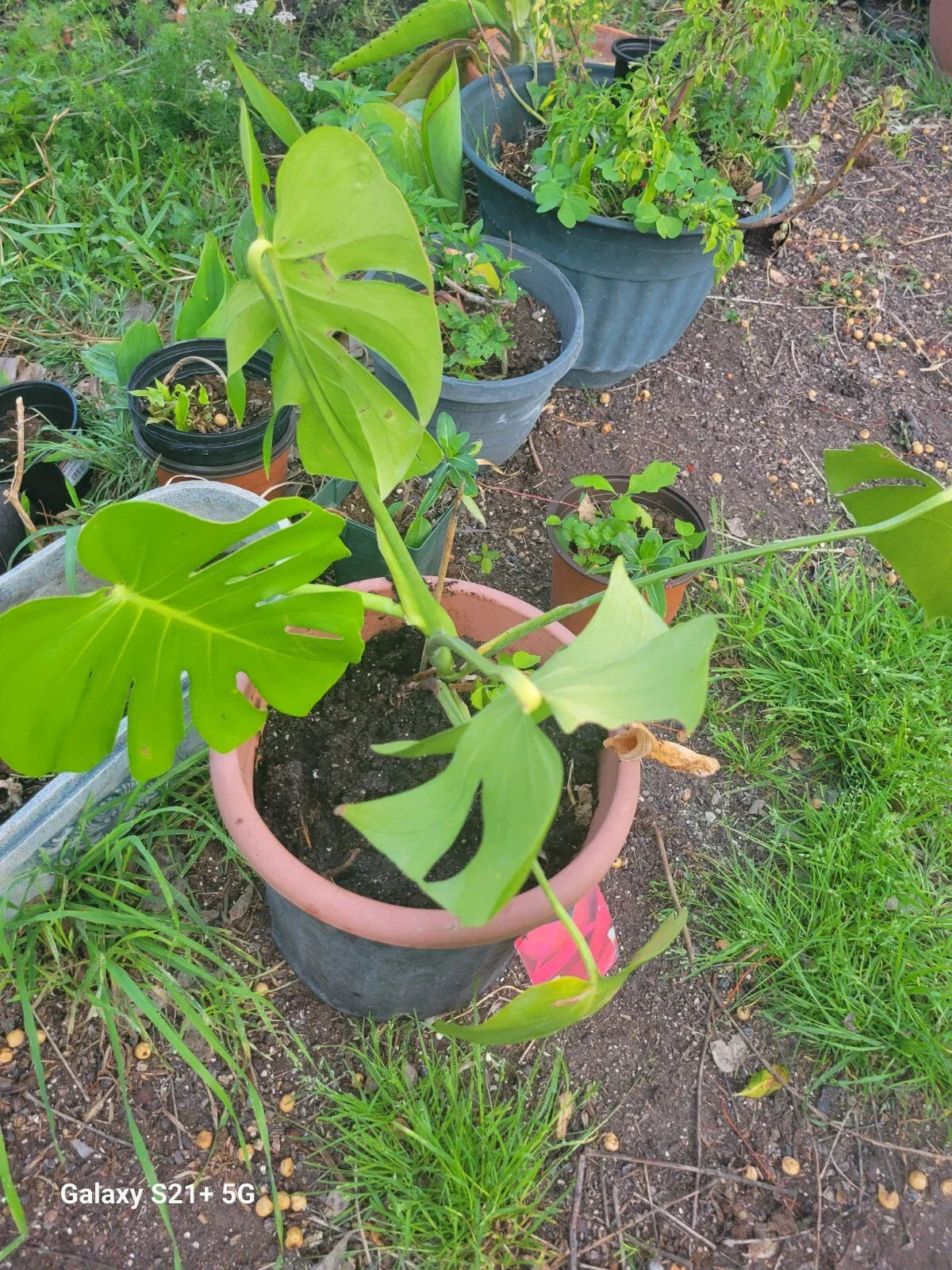 Large Monstera Deliciosa Rooted Cutting - Tropical Indoor Swiss Cheese Plant